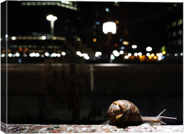 snail on a wall Canvas Print by Massimo Lama