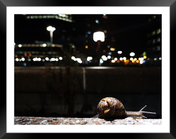 snail on a wall Framed Mounted Print by Massimo Lama