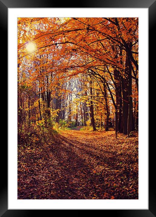 Autumn time, back light in the wood Framed Mounted Print by Luisa Vallon Fumi