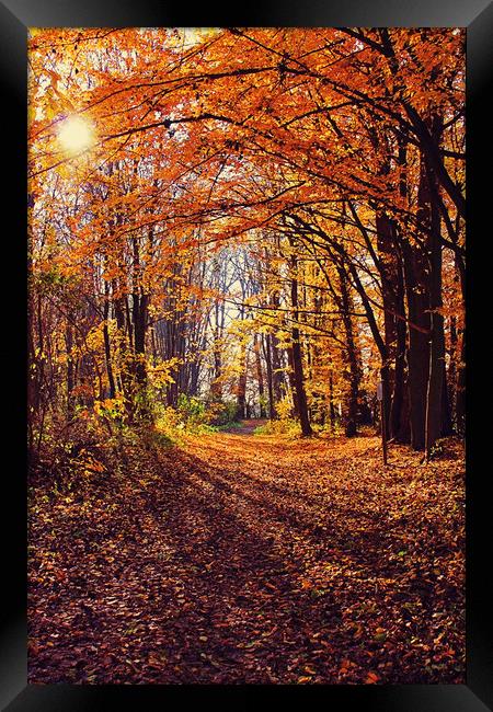 Autumn time, back light in the wood Framed Print by Luisa Vallon Fumi