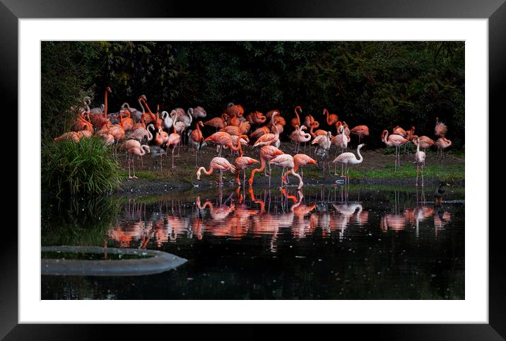 Flamingo reflections Framed Mounted Print by Leighton Collins