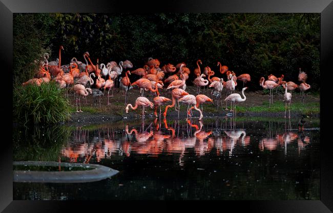 Flamingo reflections Framed Print by Leighton Collins