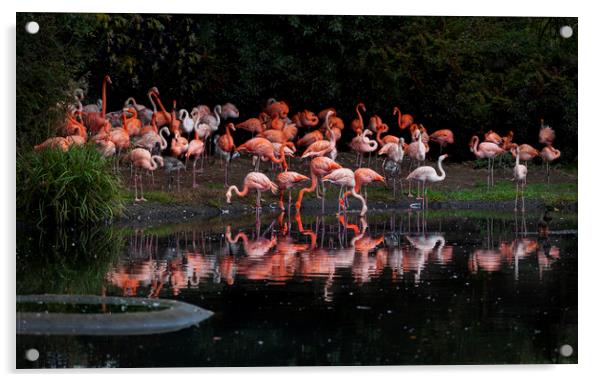 Flamingo reflections Acrylic by Leighton Collins