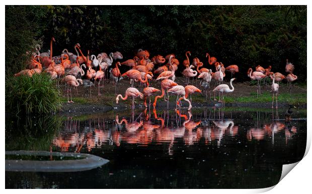 Flamingo reflections Print by Leighton Collins