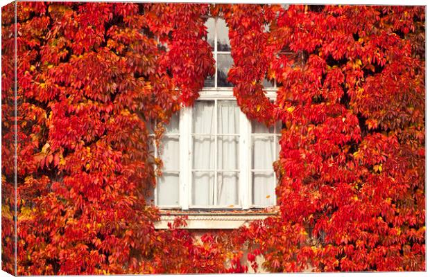 White window framed by red leaves Canvas Print by Luisa Vallon Fumi