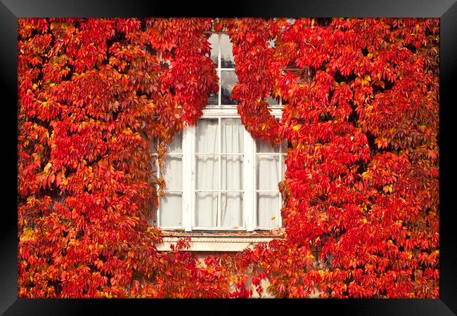 White window framed by red leaves Framed Print by Luisa Vallon Fumi