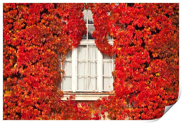 White window framed by red leaves Print by Luisa Vallon Fumi
