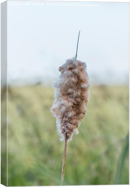 Common Bullrush Seed Head Canvas Print by Robin Lee