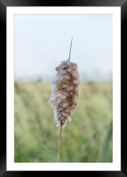 Common Bullrush Seed Head Framed Mounted Print by Robin Lee