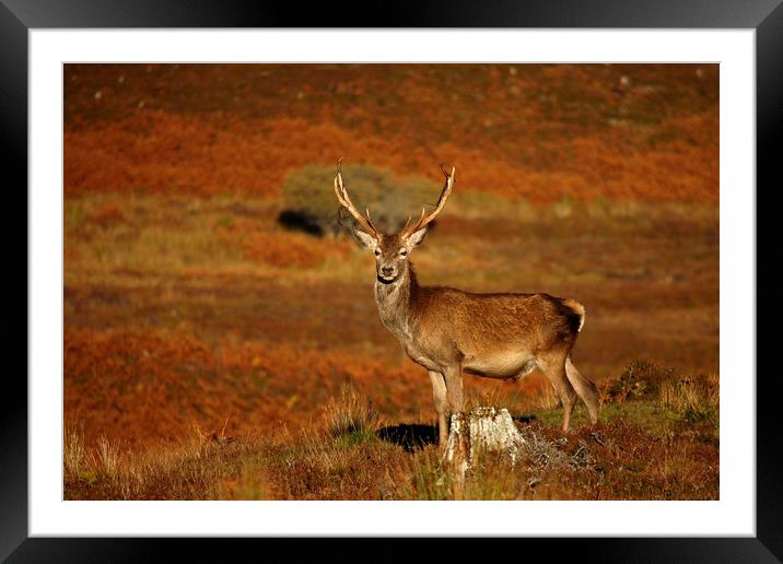 Red Deer Stag   Framed Mounted Print by Macrae Images