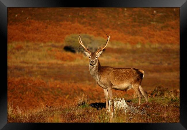 Red Deer Stag   Framed Print by Macrae Images