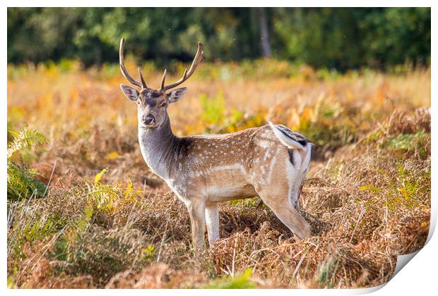 Fallow deer autumn nature reserve Print by Steve Mantell