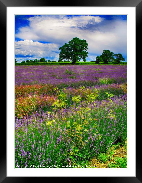 Picturesque Lavender Paradise Framed Mounted Print by Paul F Prestidge