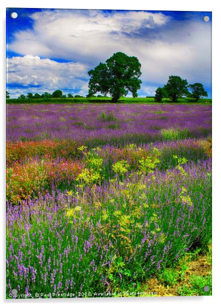 Picturesque Lavender Paradise Acrylic by Paul F Prestidge