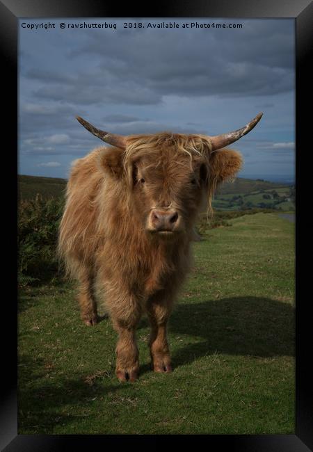 Highland Cow Framed Print by rawshutterbug 