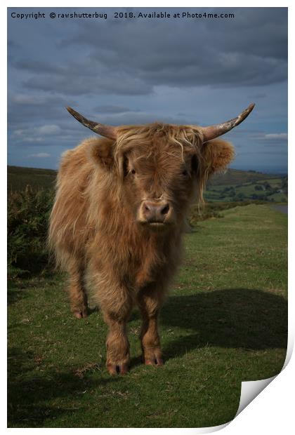 Highland Cow Print by rawshutterbug 
