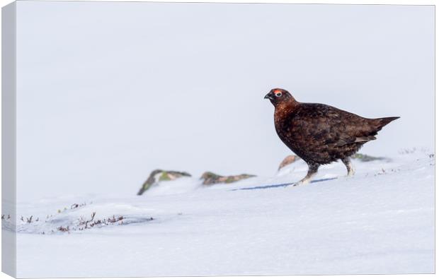 Male red grouse Canvas Print by George Robertson