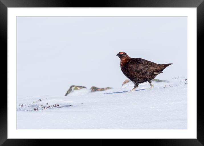 Male red grouse Framed Mounted Print by George Robertson