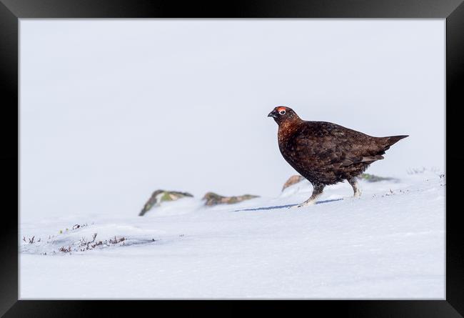 Male red grouse Framed Print by George Robertson
