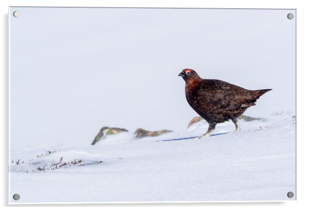 Male red grouse Acrylic by George Robertson