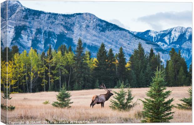 Elk in the Rocky Mountains, Alberta, Canada Canvas Print by JIA HE