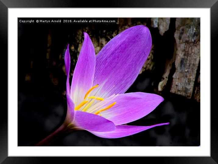 Purple Autumn Crocus (Colchicum autumnale) Framed Mounted Print by Martyn Arnold