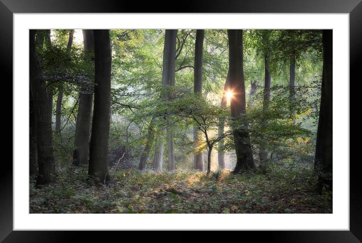 Morning Woodland Light Framed Mounted Print by Ceri Jones