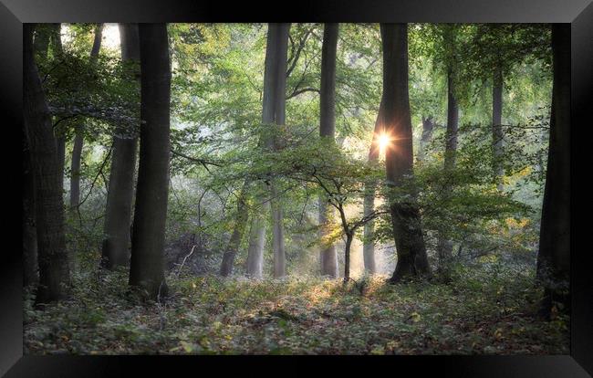 Morning Woodland Light Framed Print by Ceri Jones