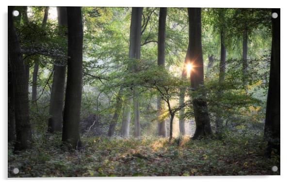 Morning Woodland Light Acrylic by Ceri Jones