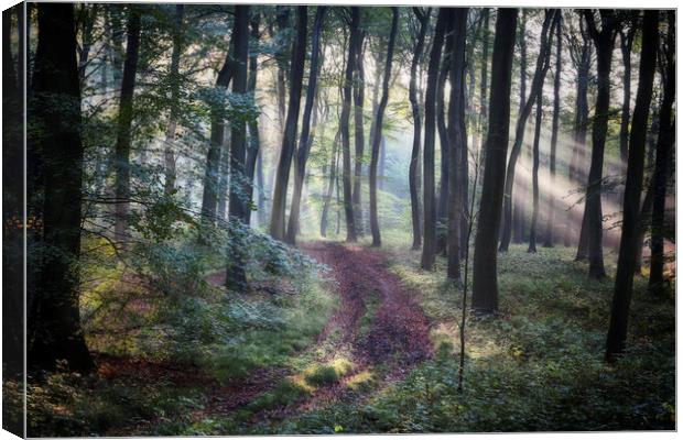 Morning Forest Path Canvas Print by Ceri Jones