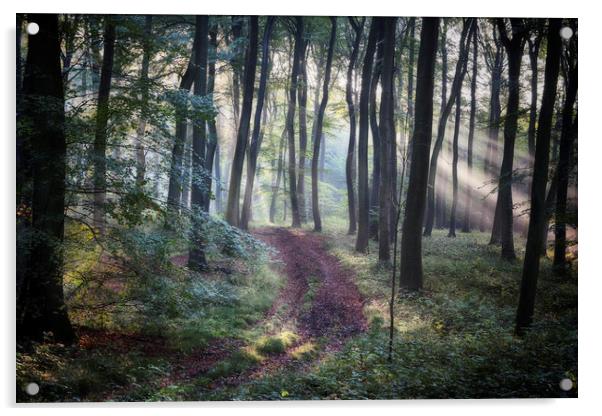 Morning Forest Path Acrylic by Ceri Jones