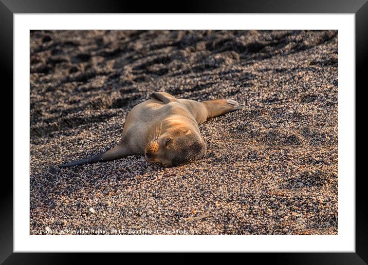 Baby Galapagos Sea Lion Framed Mounted Print by Rosaline Napier