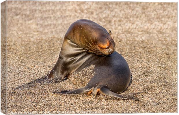 Contortionist sea lion Galapagos Canvas Print by Rosaline Napier