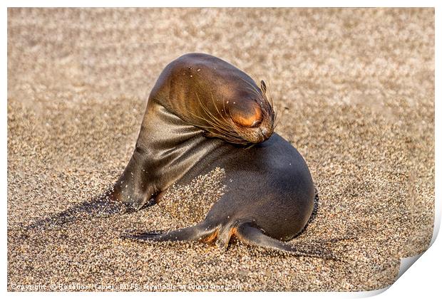 Contortionist sea lion Galapagos Print by Rosaline Napier