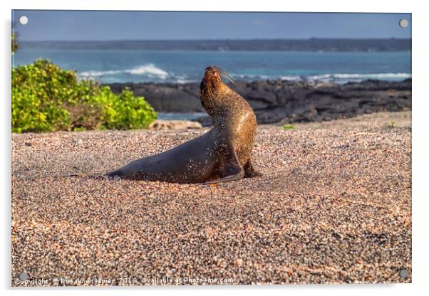 Galapagos sea lion Acrylic by Rosaline Napier