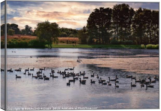 "Evening light reflections across the park lake" Canvas Print by ROS RIDLEY
