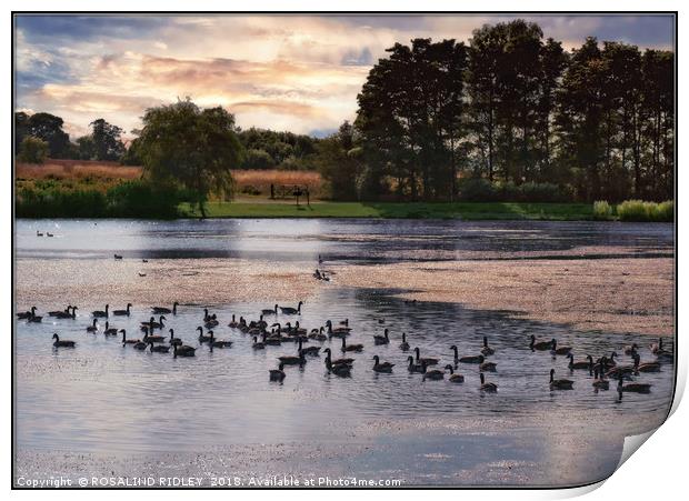 "Evening light reflections across the park lake" Print by ROS RIDLEY