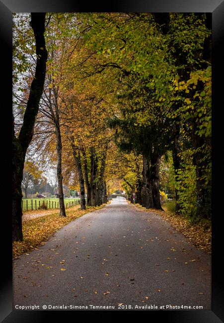 Autumn pathway near Fussen, Germany Framed Print by Daniela Simona Temneanu