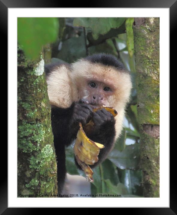 White-faced Capuchin Framed Mounted Print by Carole-Anne Fooks