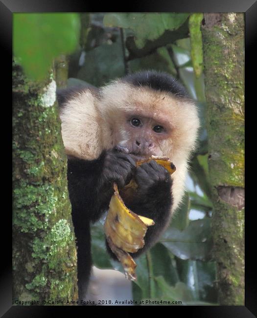 White-faced Capuchin Framed Print by Carole-Anne Fooks