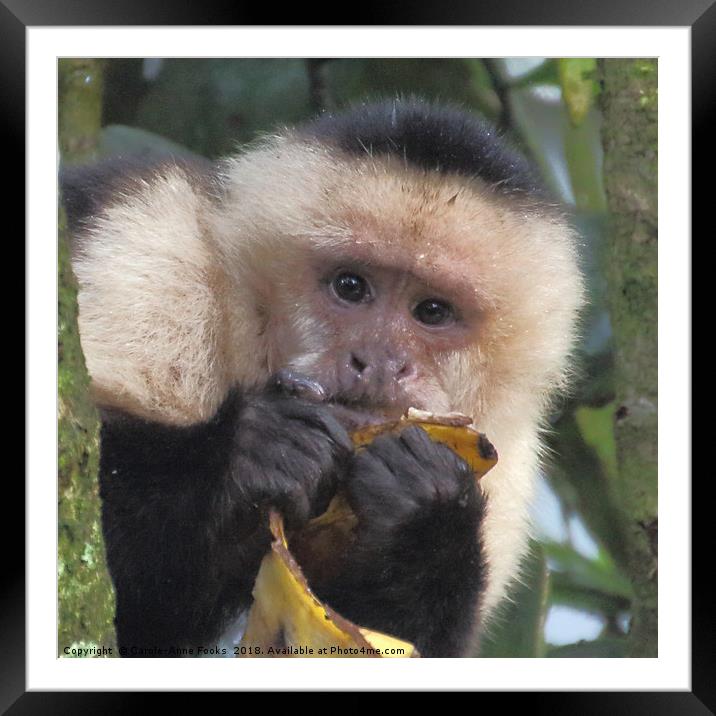 White-faced Capuchin Portrait Framed Mounted Print by Carole-Anne Fooks