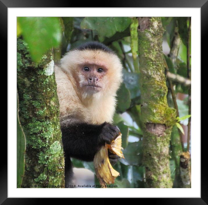 White-faced Capuchin  Framed Mounted Print by Carole-Anne Fooks