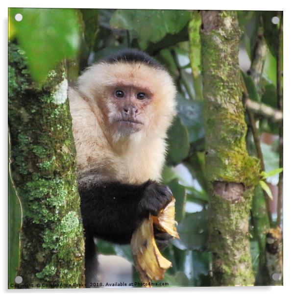 White-faced Capuchin  Acrylic by Carole-Anne Fooks
