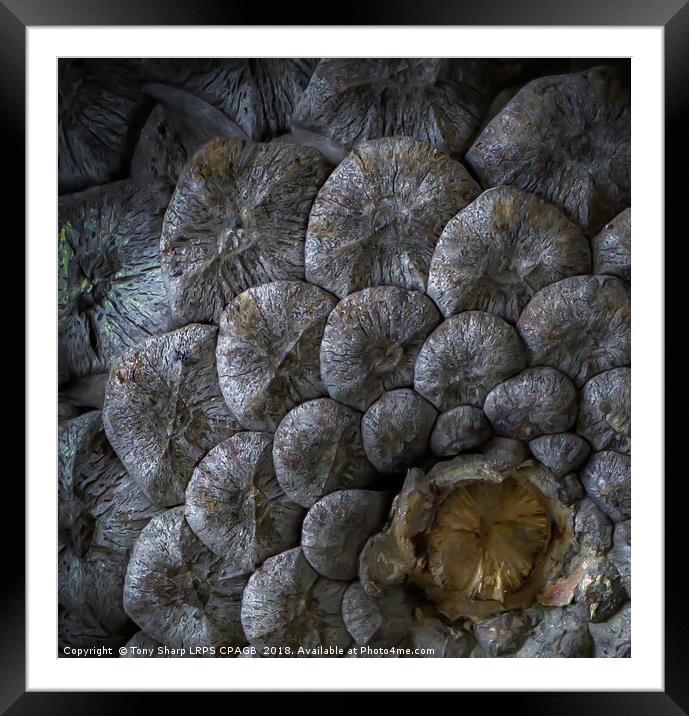PINE CONE DETAIL Framed Mounted Print by Tony Sharp LRPS CPAGB
