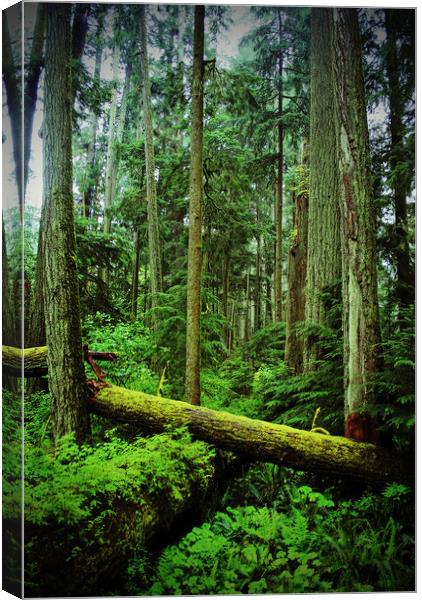 Carmanah Rainforest Vancouver Island Canada Canvas Print by Andy Evans Photos