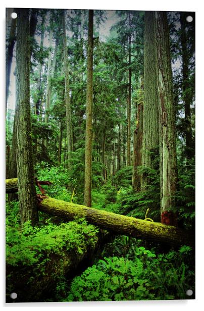 Carmanah Rainforest Vancouver Island Canada Acrylic by Andy Evans Photos