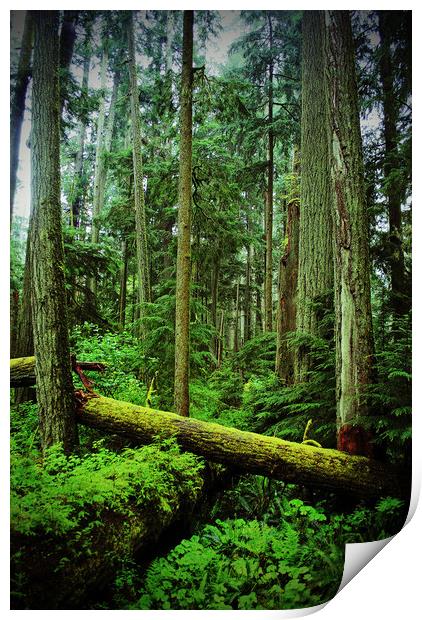 Carmanah Rainforest Vancouver Island Canada Print by Andy Evans Photos