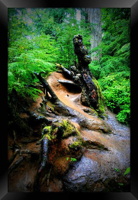 Carmanah Rainforest Vancouver Island Canada Framed Print by Andy Evans Photos
