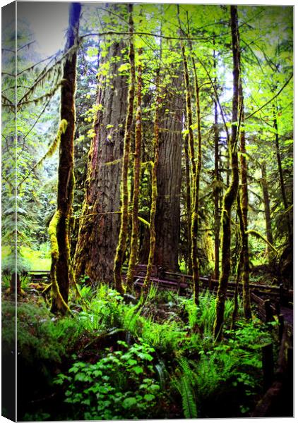Carmanah Rainforest Vancouver Island Canada Canvas Print by Andy Evans Photos