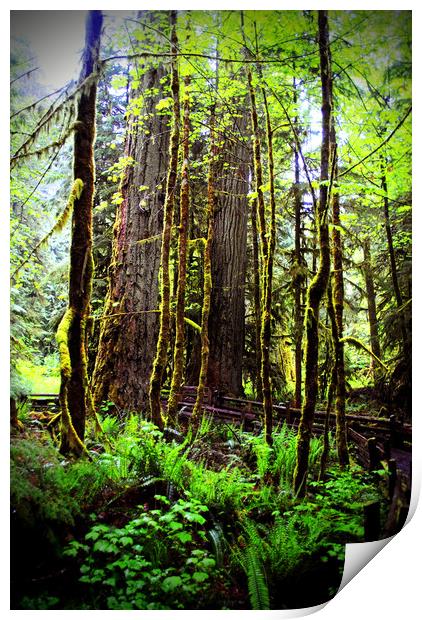 Carmanah Rainforest Vancouver Island Canada Print by Andy Evans Photos